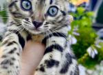 COCO - Bengal Kitten For Sale - Philadelphia, PA, US