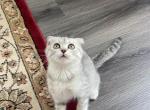 Jasmine - Scottish Fold Kitten For Sale - 