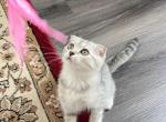 Jasmin - Scottish Fold Cat For Sale - 