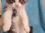 Litter J - Maine Coon Kitten For Sale - Ashland, OH, US