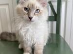 Siberian female - Siberian Kitten For Sale - 