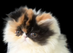 Cfa calico persian kitten - Persian Kitten For Sale - Woodburn, IN, US