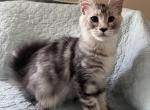 Female A1 - Maine Coon Kitten For Sale - New York, NY, US