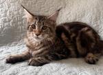 Female A2 - Maine Coon Kitten For Sale - New York, NY, US