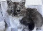 Male A1 - Maine Coon Kitten For Sale - New York, NY, US