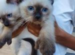 Male seal point - Siamese Kitten For Sale - Hampden, MA, US