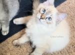 Lynx - Ragdoll Kitten For Sale - Johns Creek, GA, US