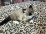 Fluffy Ragdoll - Ragdoll Kitten For Sale - Huntington Beach, CA, US