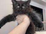 Male A2 - Maine Coon Kitten For Sale - New York, NY, US