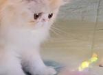 PENDING CFA REG CAMEO & WHITE EXOTIC LONGHAIR BOY - Exotic Kitten For Sale - Tarentum, PA, US