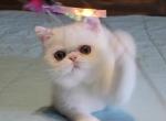 CFA REG WHITE EXOTIC SHORTHAIR BOY - Exotic Kitten For Sale - 