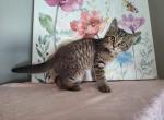 Ruby - Domestic Kitten For Adoption - Covington, KY, US