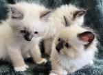Siberian kittens - Siberian Kitten For Sale - Virginia Beach, VA, US