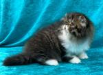 CFA REG BROWN MACKEREL TABBY & WHITE BOY - Persian Kitten For Sale - 
