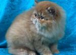 CFA REG Red Mackerel Tabby  boy - Persian Kitten For Sale - 