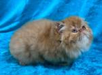 CFA  RED MACKEREL TABBY GIRL - Persian Kitten For Sale - 