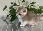 J J 3 - Minuet Kitten For Sale - 