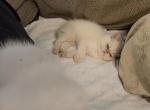 Snowball - Exotic Kitten For Sale - West Chester, PA, US