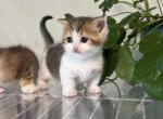 J J 4 - Minuet Kitten For Sale - Rowland Heights, CA, US