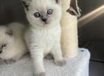 Azula - British Shorthair Kitten For Sale - 