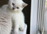 Aang - British Shorthair Kitten For Sale - Lima, OH, US