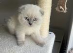 Appa - Scottish Fold Kitten For Sale - 