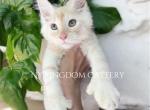 Ginger cream poly ready - Maine Coon Kitten For Sale - NY, US