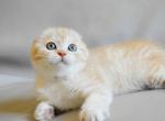 Nyura creamy bicolor scottish fold baby girl - Scottish Fold Kitten For Sale