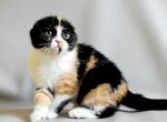 Magdalena calico tricolor scottish fold baby girl - Scottish Fold Kitten For Sale - Dallas, TX, US