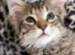 WISKERS - Norwegian Forest Kitten For Sale - WI, US