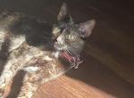 Raven - American Shorthair Cat For Sale - Annandale, VA, US