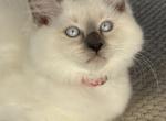 Solar eclipse litter - Ragdoll Kitten For Sale - Front Royal, VA, US