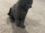Lola - Domestic Kitten For Sale - Atlanta, GA, US