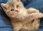 The 5 Grays    just 3 left - British Shorthair Kitten For Sale - 
