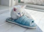 Available Turkish Angora Kittens - Turkish Angora Kitten For Sale - 