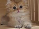 Mika - British Shorthair Kitten For Sale - Chino, CA, US