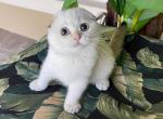 Scottish Fold  White Color  Point  Female - Scottish Fold Kitten For Sale - Orlando, FL, US