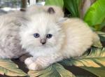 Ragdoll   Sisters - Ragdoll Kitten For Sale - Orlando, FL, US