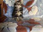 Long Haired Dark Tabby kitten - Ragdoll Kitten For Sale - East Earl, PA, US