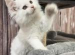 Angel - Maine Coon Kitten For Sale - Brighton, CO, US