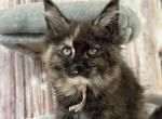 Aubree - Maine Coon Kitten For Sale - Brighton, CO, US