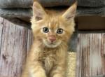 Antonio - Maine Coon Kitten For Sale - 