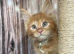 Ashton - Maine Coon Kitten For Sale - Brighton, CO, US