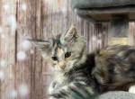 Annie Oakley - Maine Coon Kitten For Sale - Brighton, CO, US