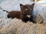 black with stars - Domestic Kitten For Sale - Wells, ME, US