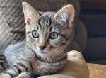 Bengalese male kitten - Bengal Kitten For Sale - 