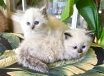 Ragdoll Sisters - Ragdoll Kitten For Sale - Orlando, FL, US
