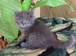 British Longhair Blue Male - British Shorthair Kitten For Sale - Orlando, FL, US