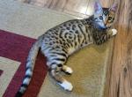 Hybrid Bengalese male brown black spotted rosette - Bengal Kitten For Sale - Bedford, PA, US