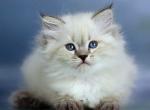 Nyusha - Siberian Kitten For Sale - Miami, FL, US